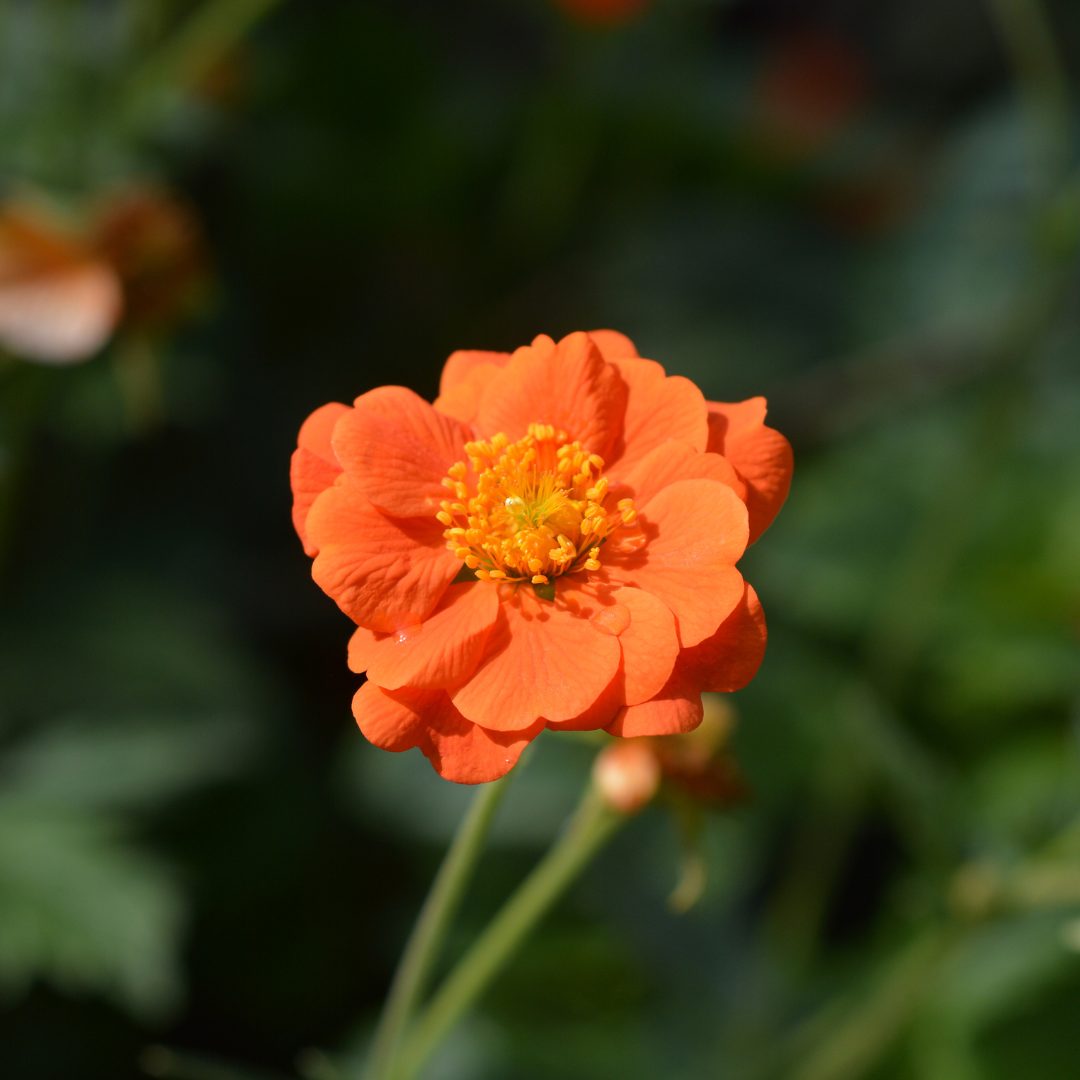 Avens (Geum)