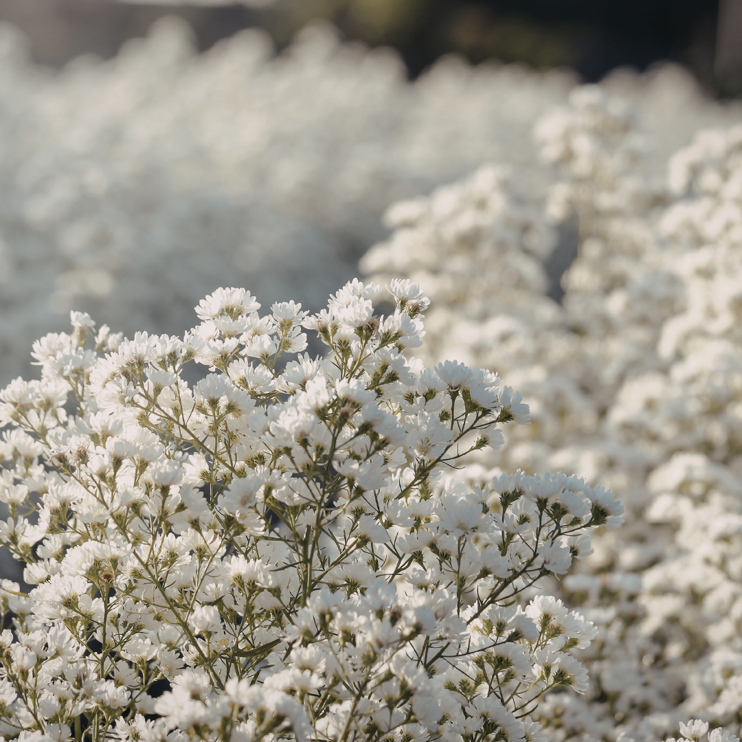 Baby's Breath