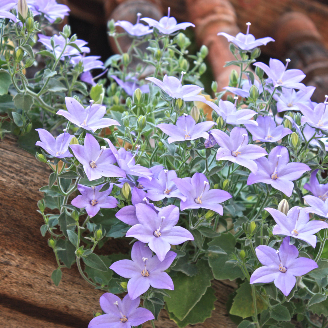 Balloon Flower
