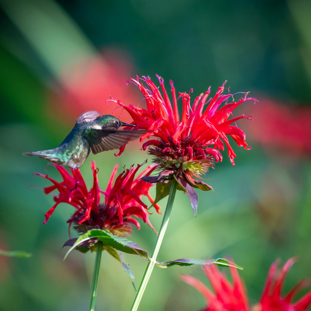 Bee Balm (Bergamot)