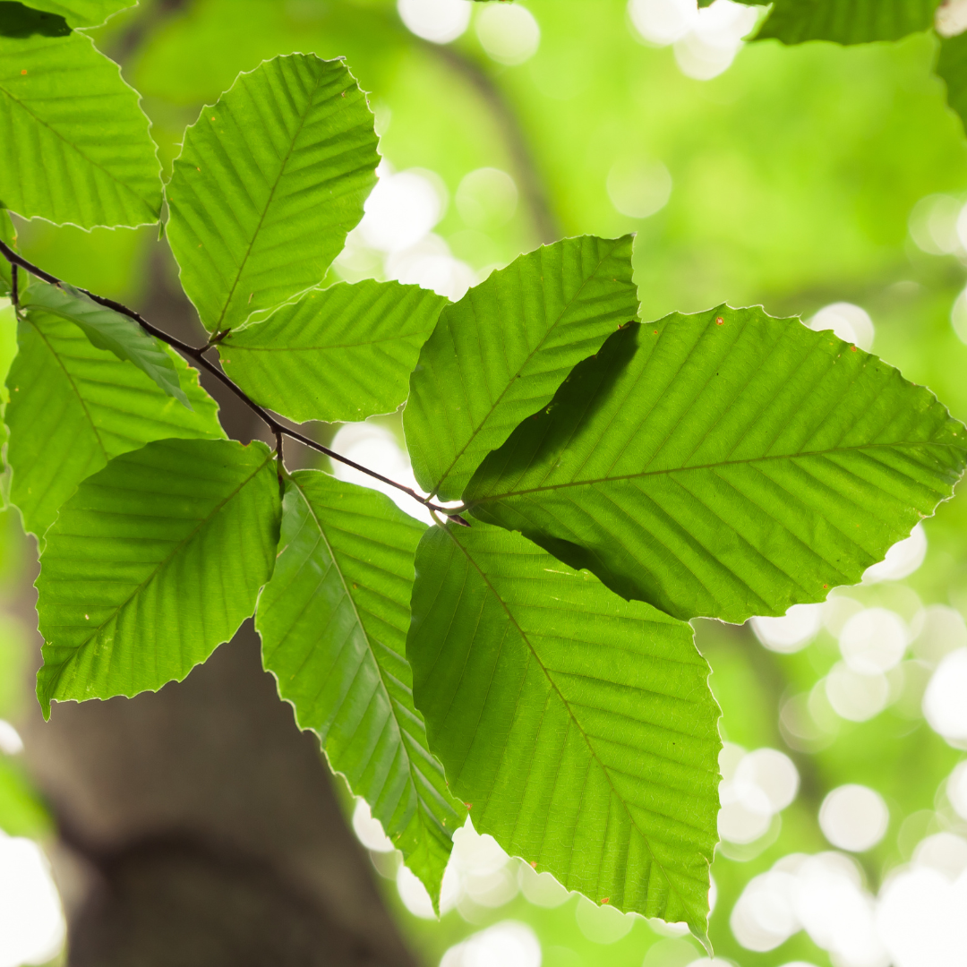 Beech Trees