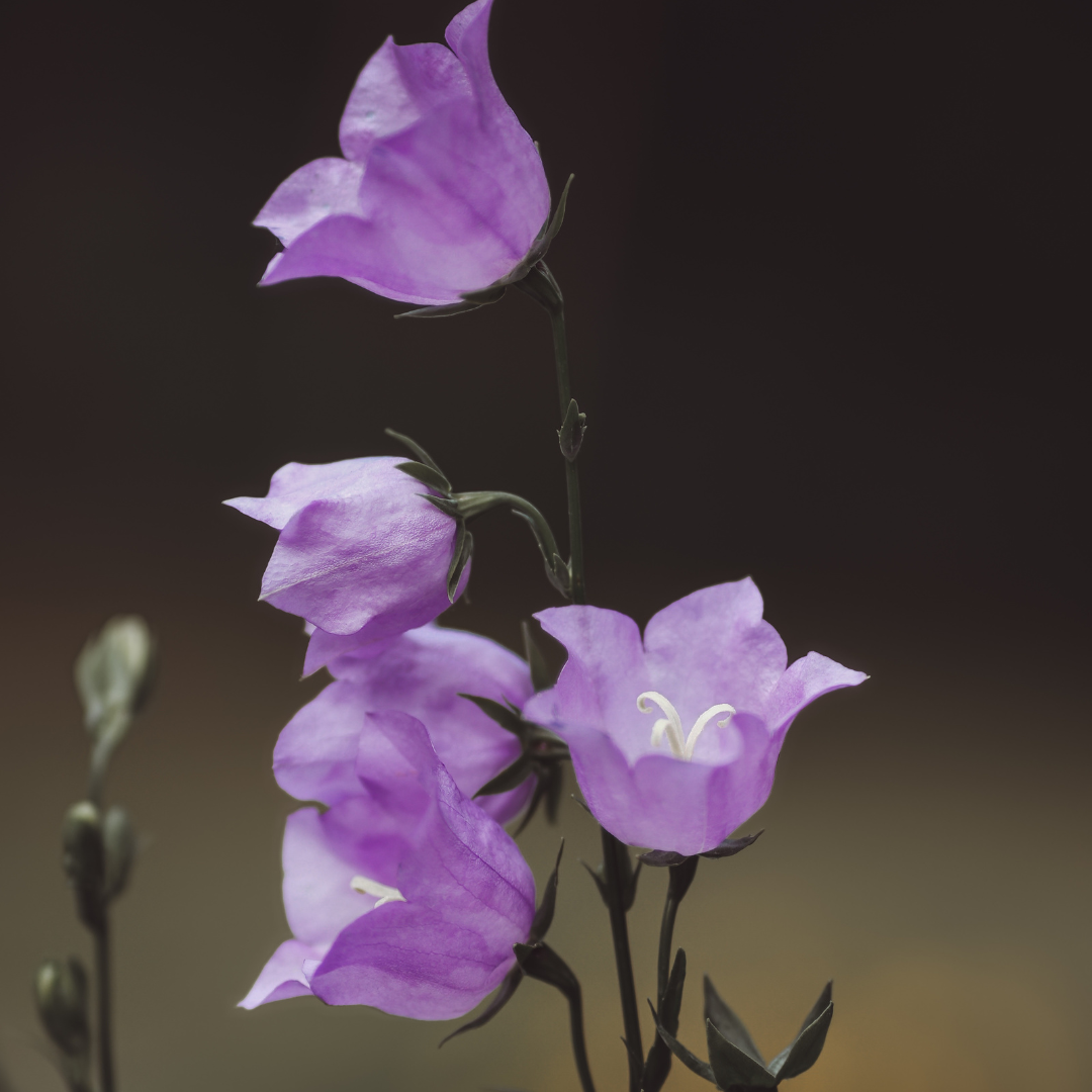 Bellflower (Campanula)
