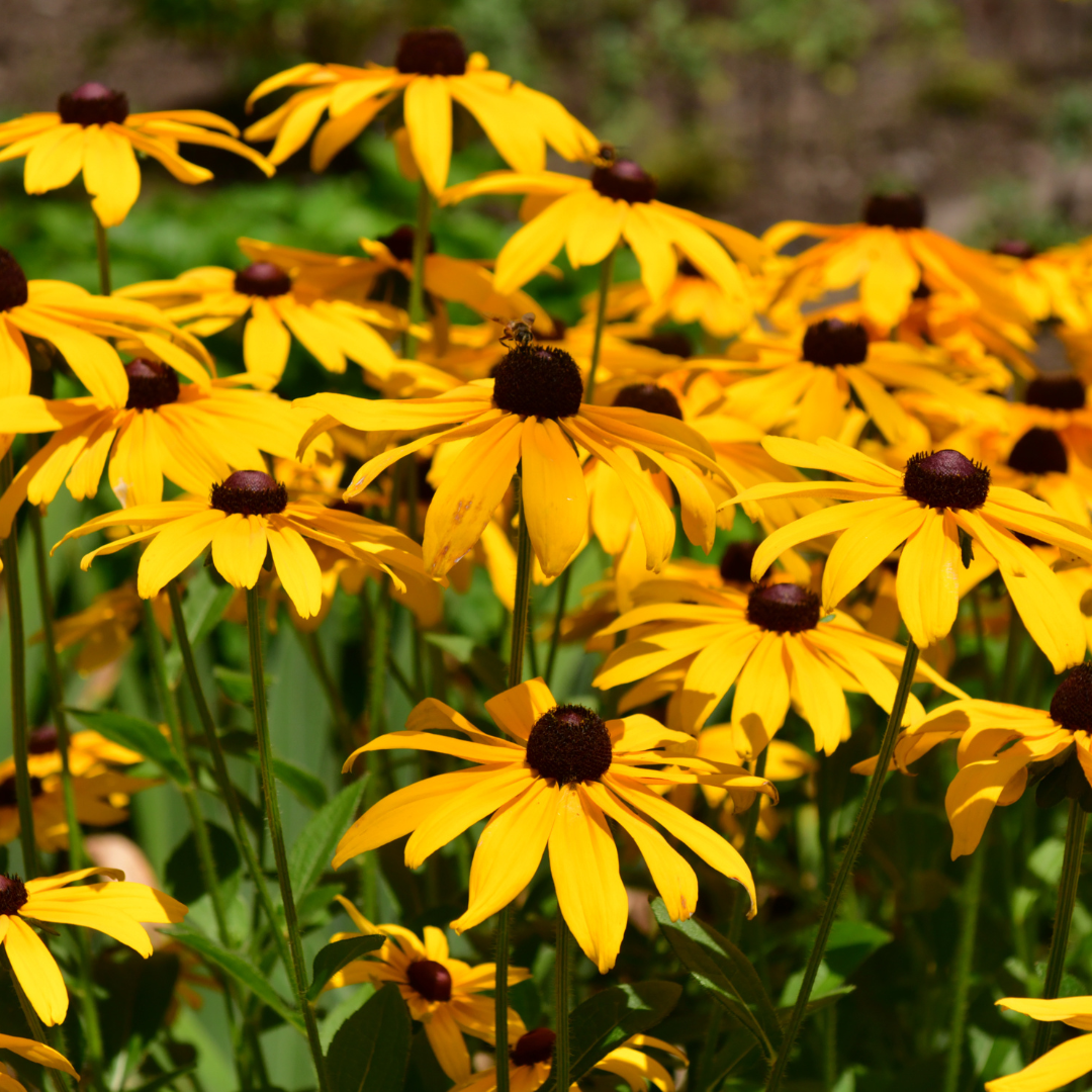 Black Eyed Susans (Rudbeckia)