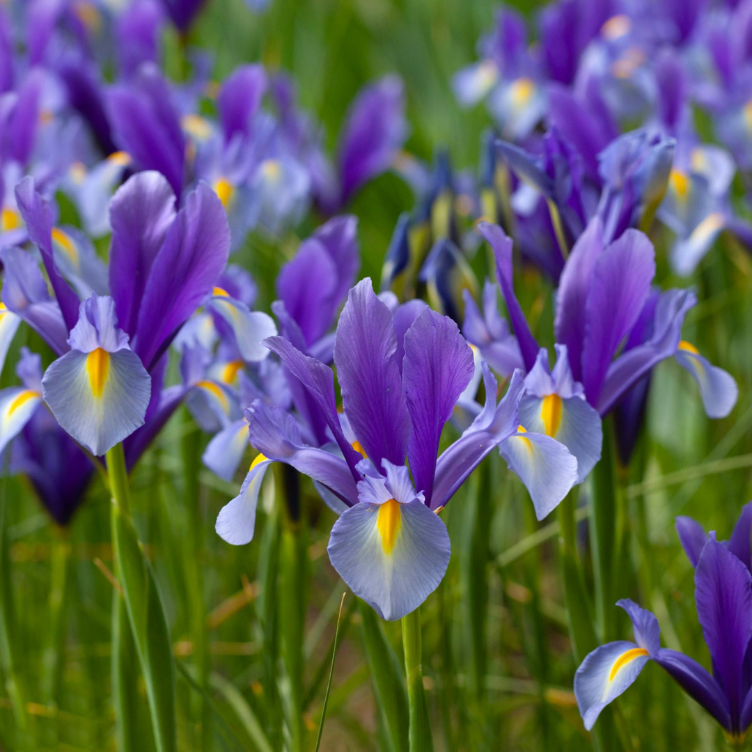 Iris