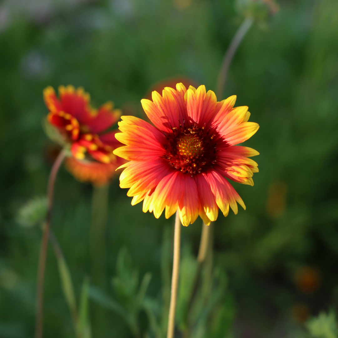 Blanket Flower