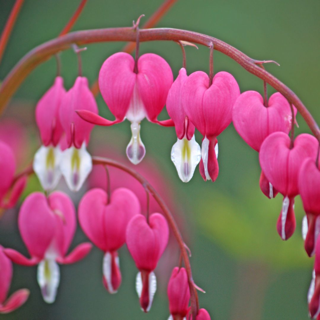 Bleeding Hearts (Dicentra)