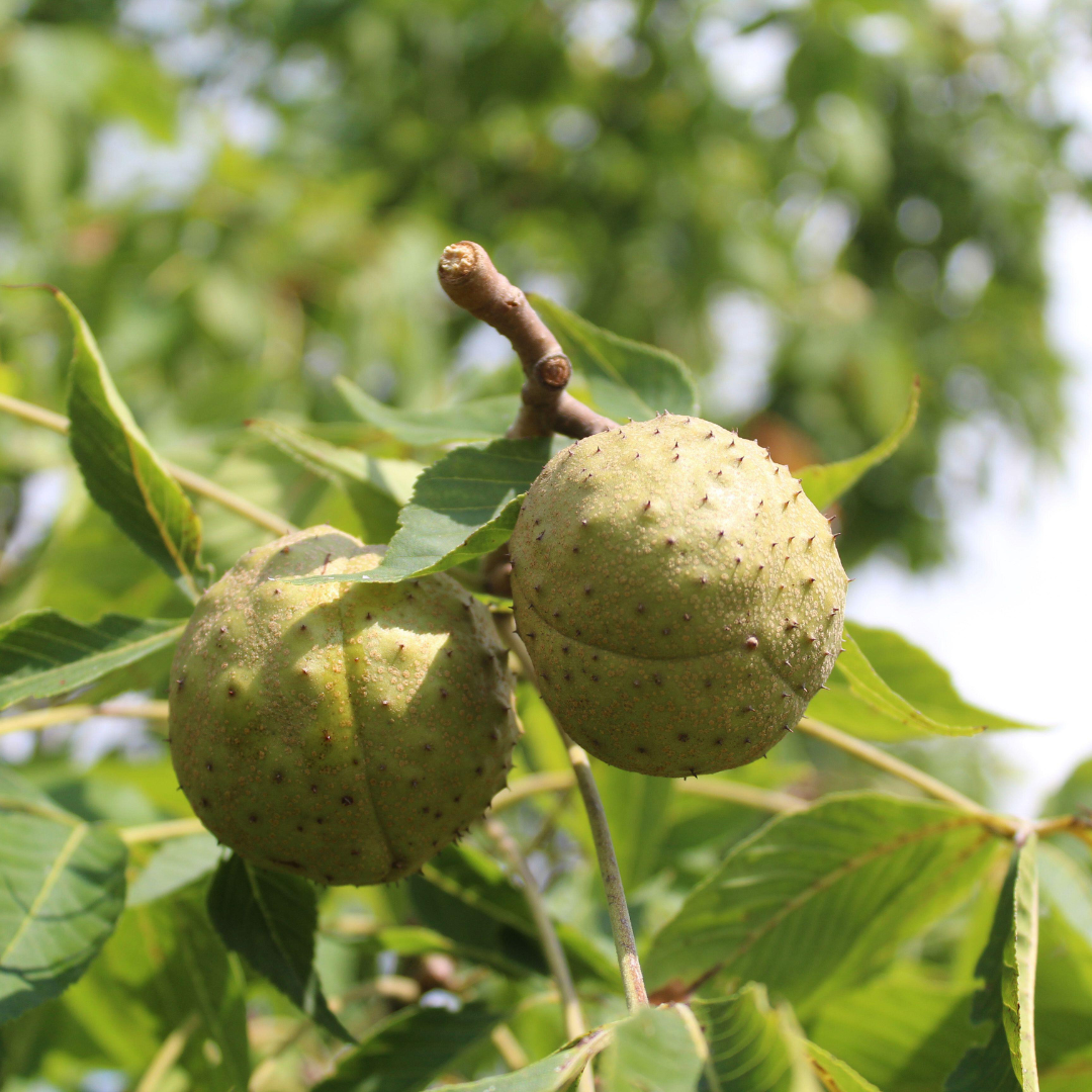 Buckeye Trees