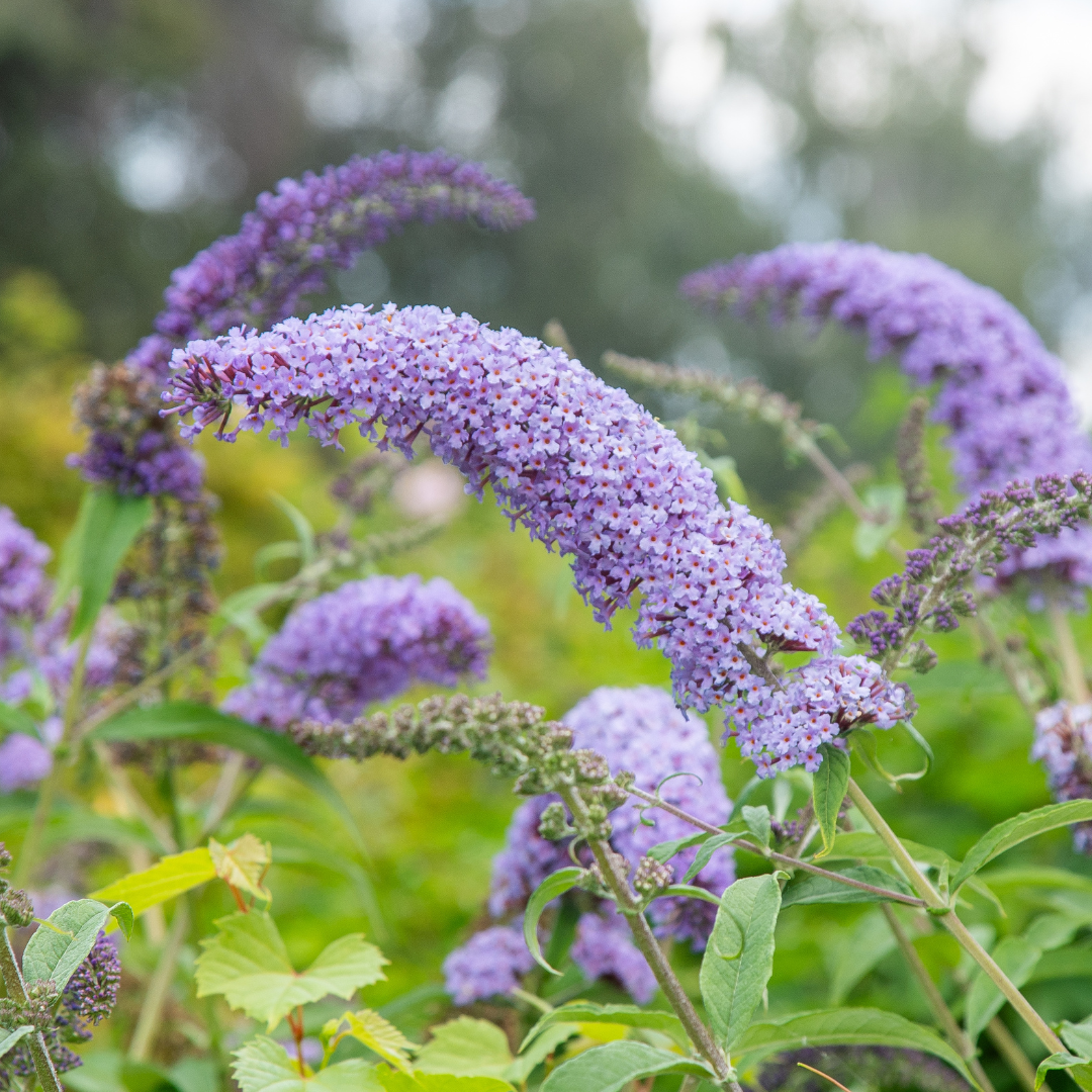 Butterfly Bush