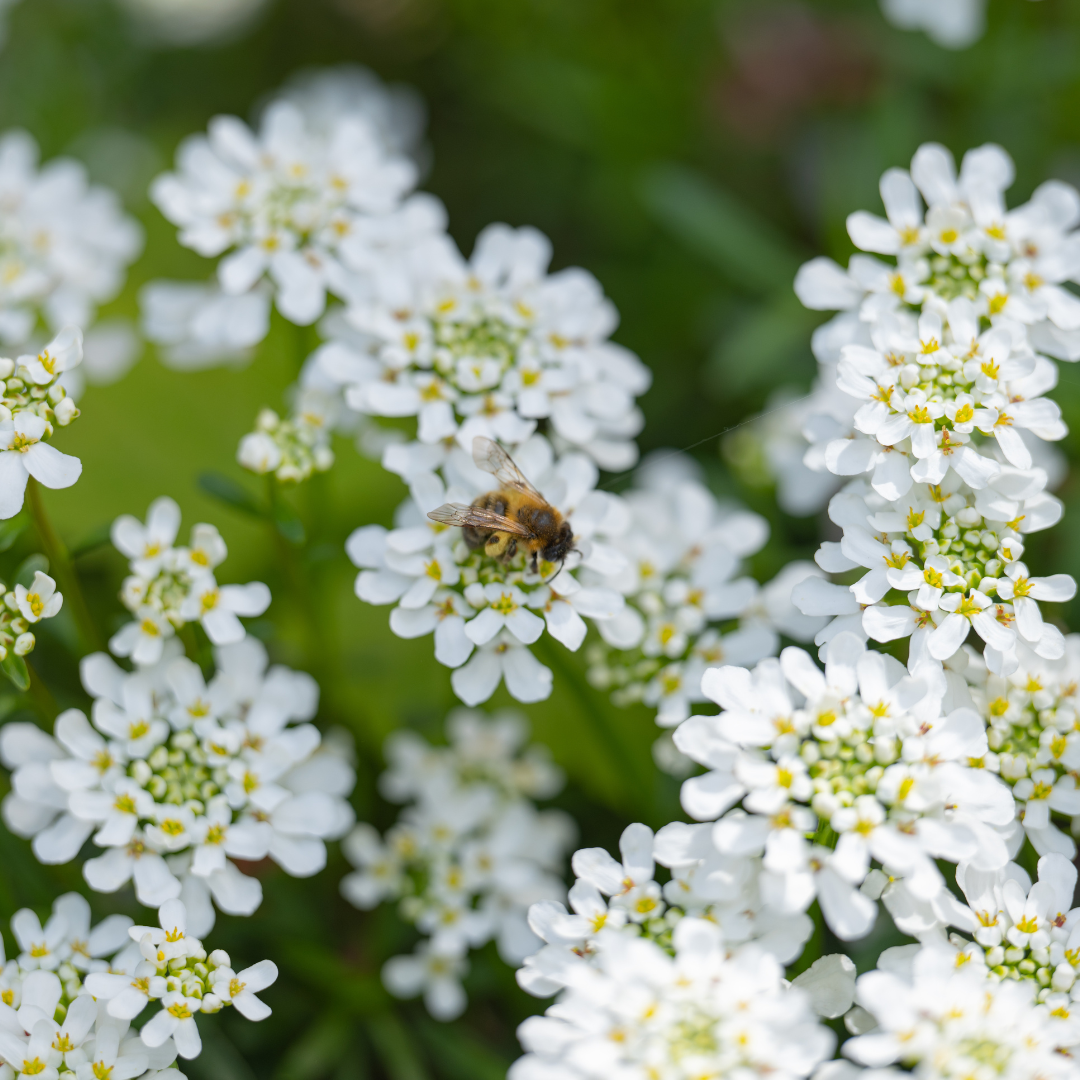 Candytufts (Iberis)