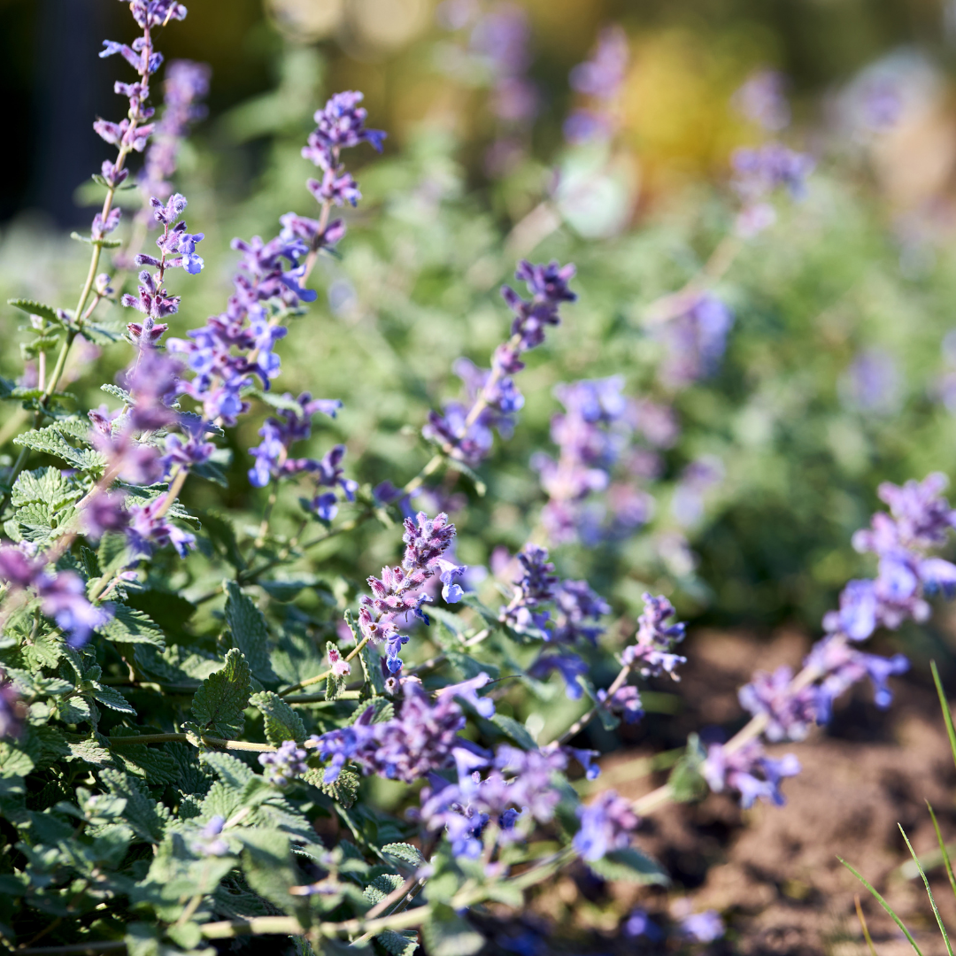 Catmint (Nepeta)