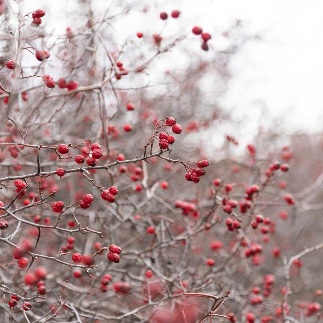 Chokecherries