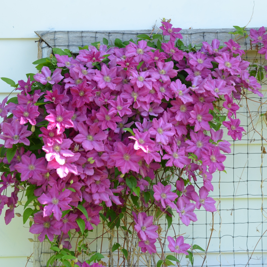 Clematis