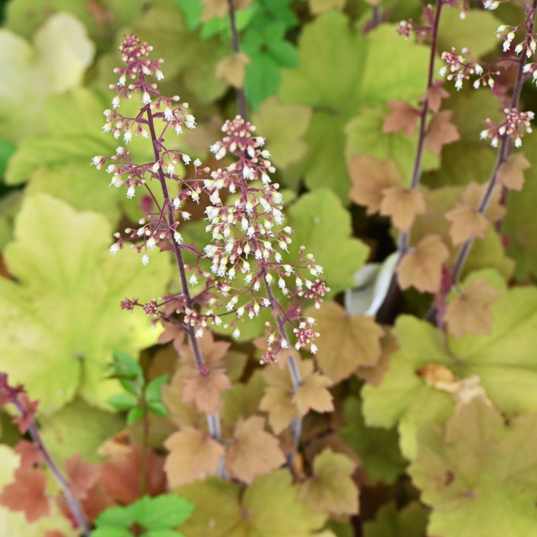 Coral Bells (Heuchera)