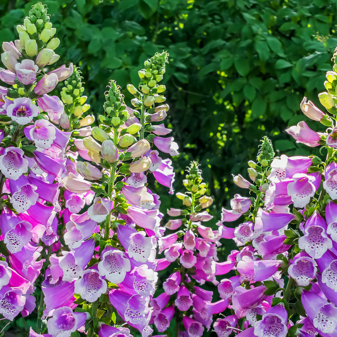 Foxglove