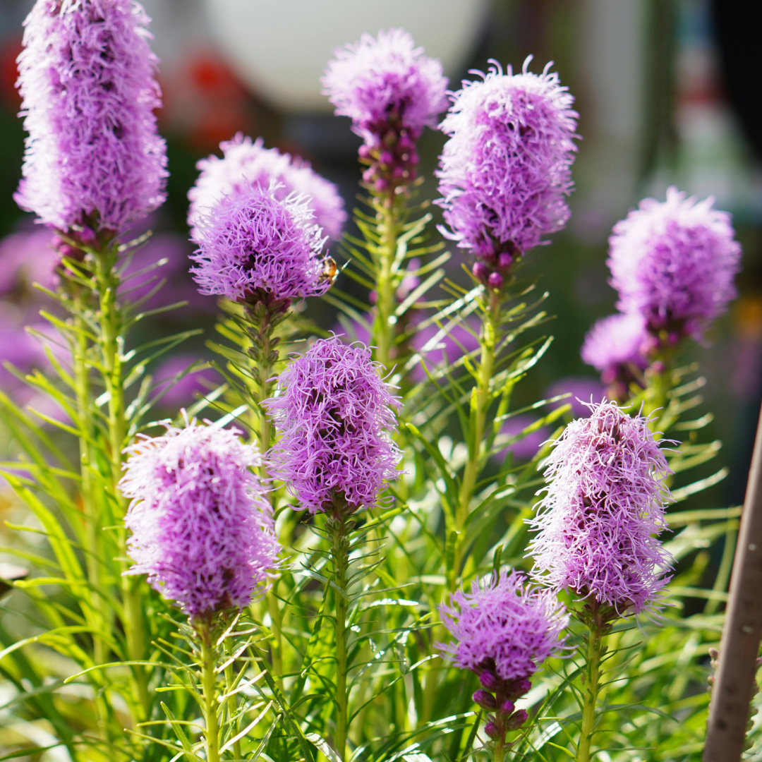 Gayfeather (Liatris)