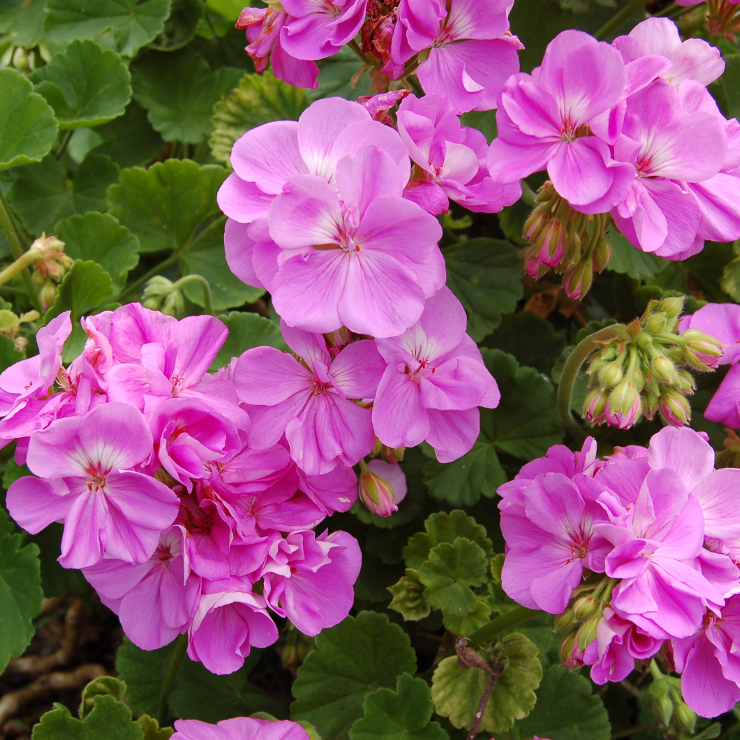 Geraniums