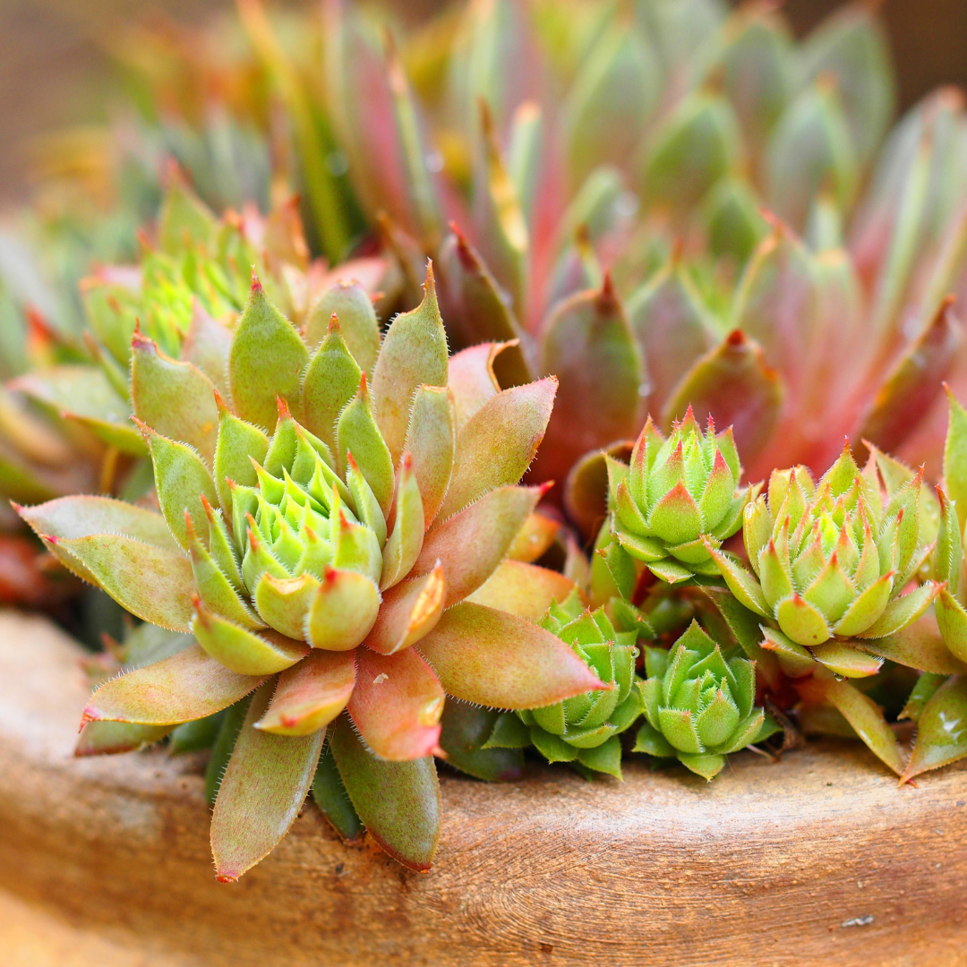 Hens & Chicks