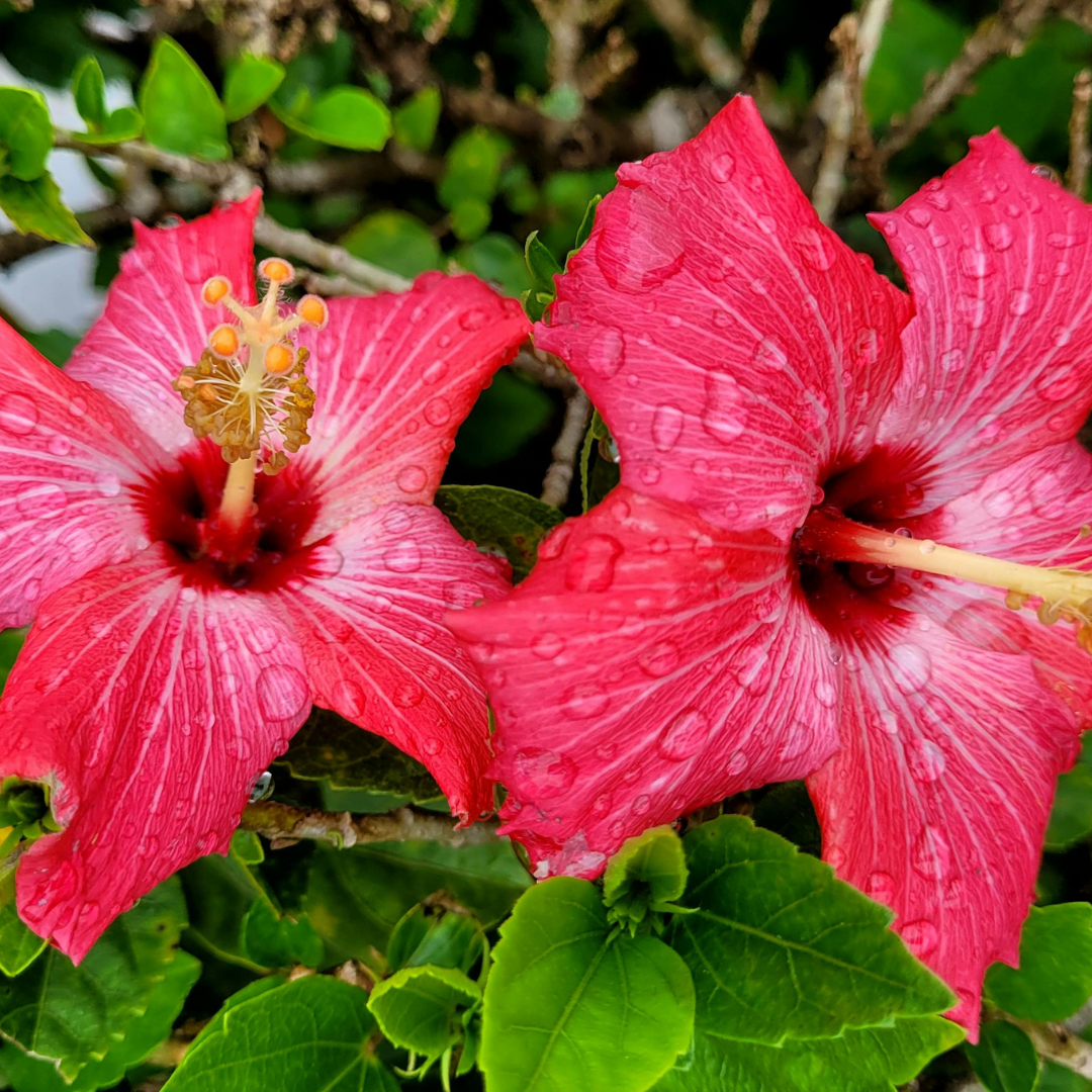Hardy Hibiscus