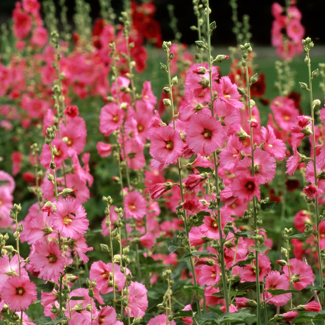 Hollyhock