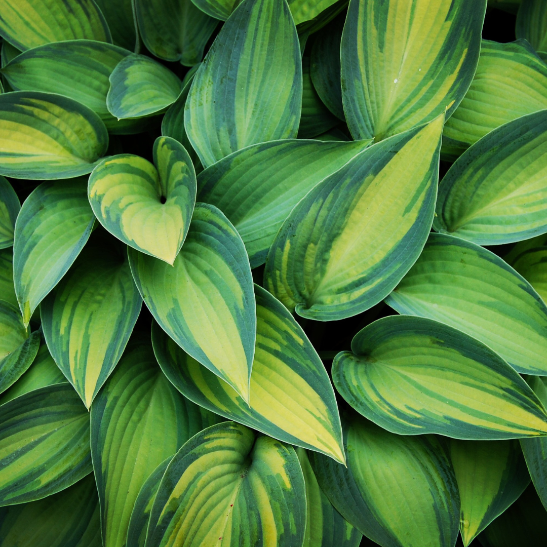 Hosta