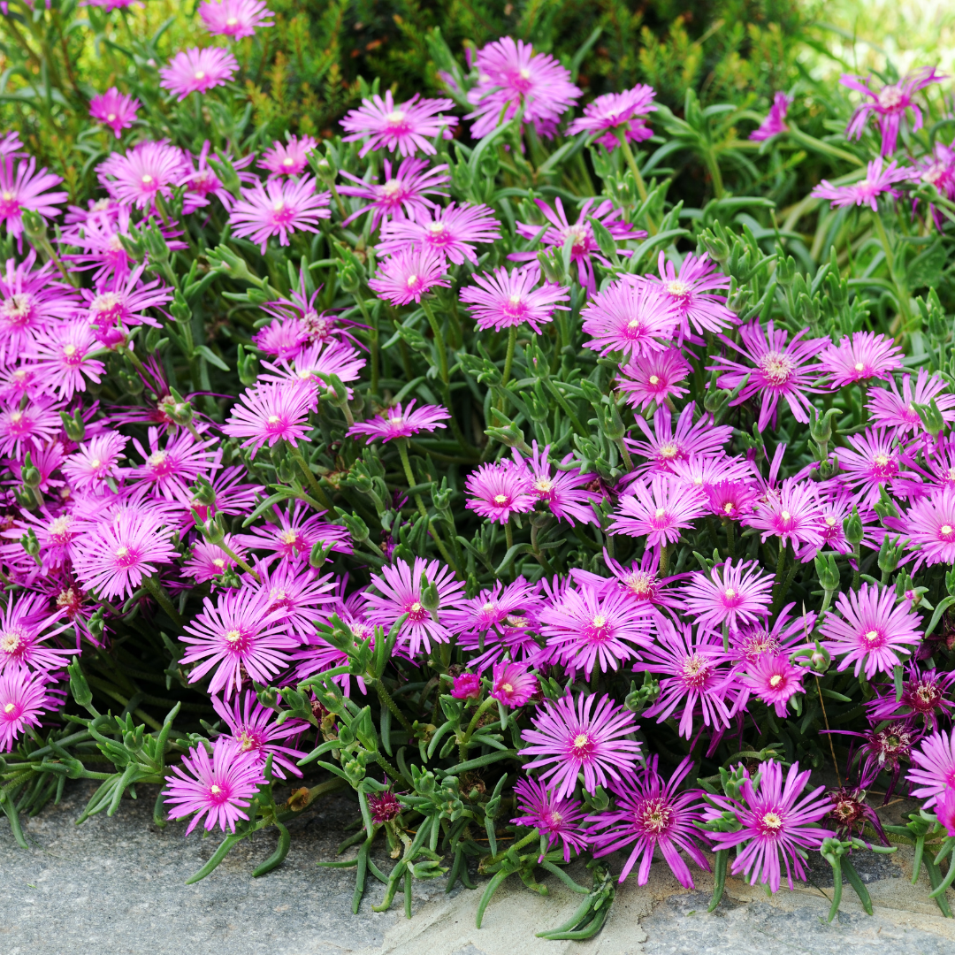 Ice Plant (Delosperma)