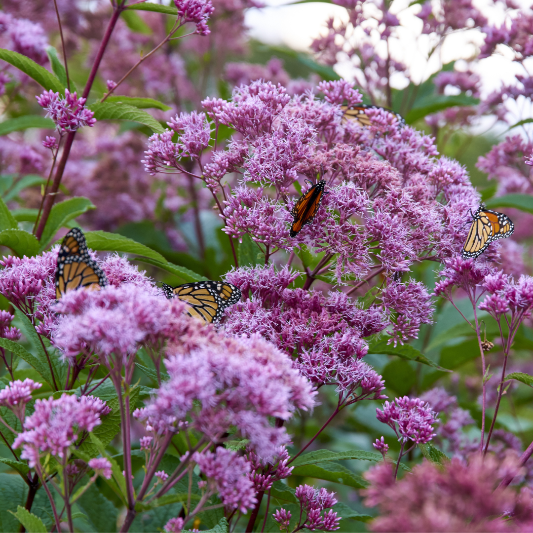 Joe Pye Weed