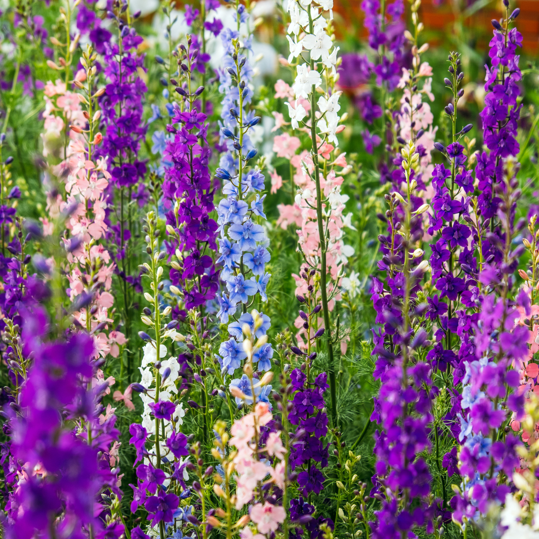 Larkspur (Delphinium)