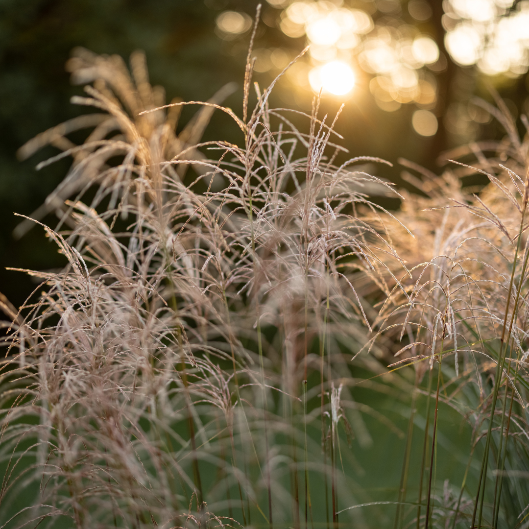 Maiden Grass