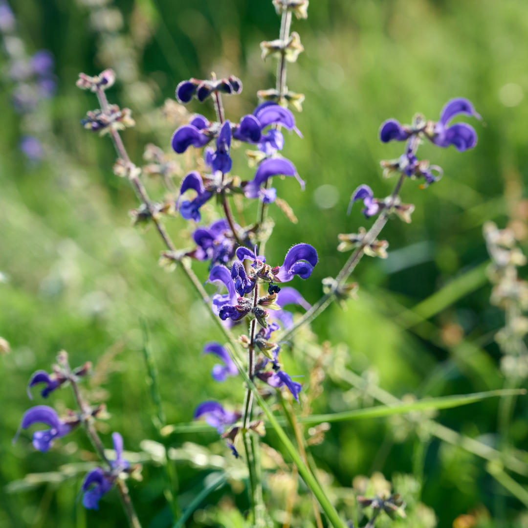 Meadow Sage