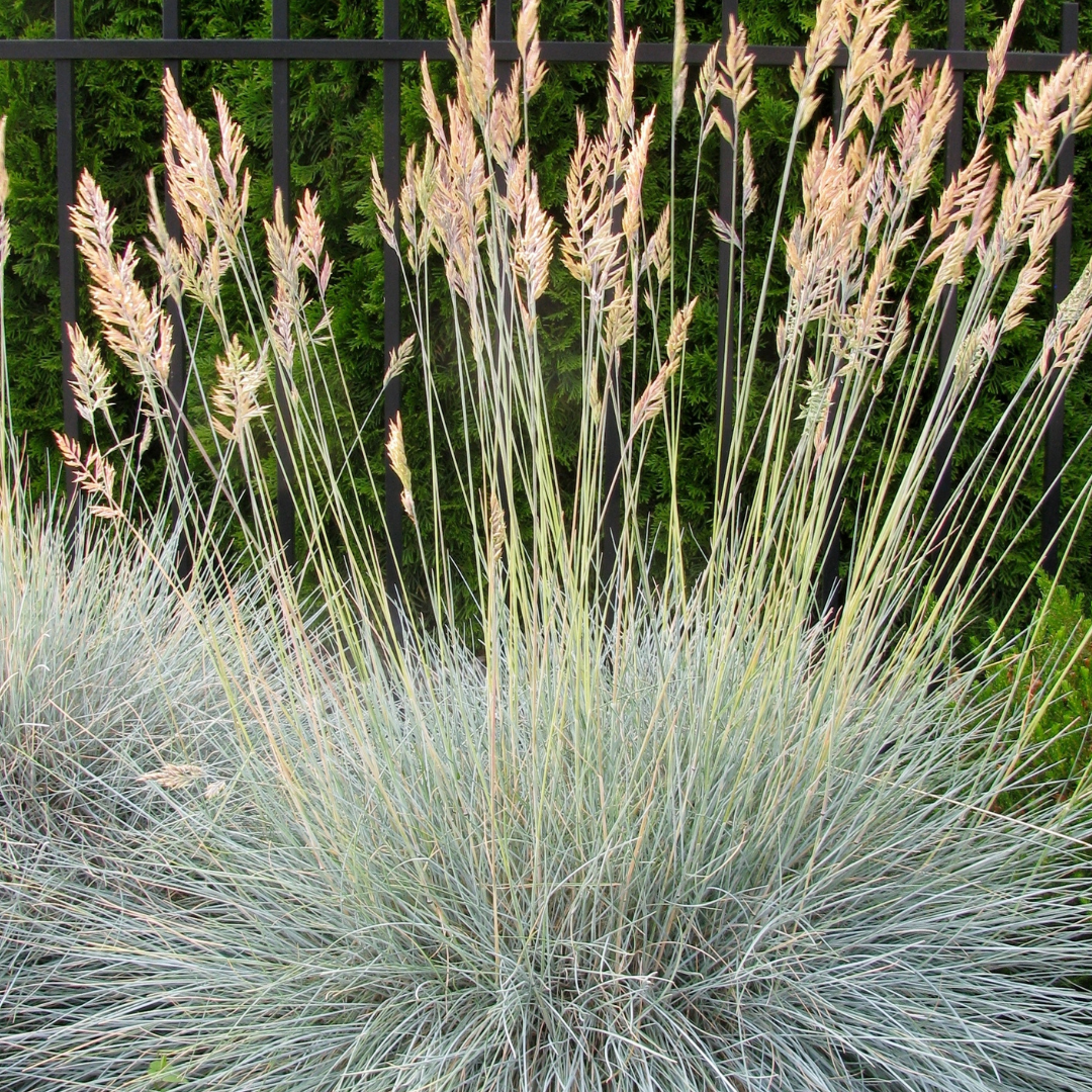 Native & Xeric Grasses
