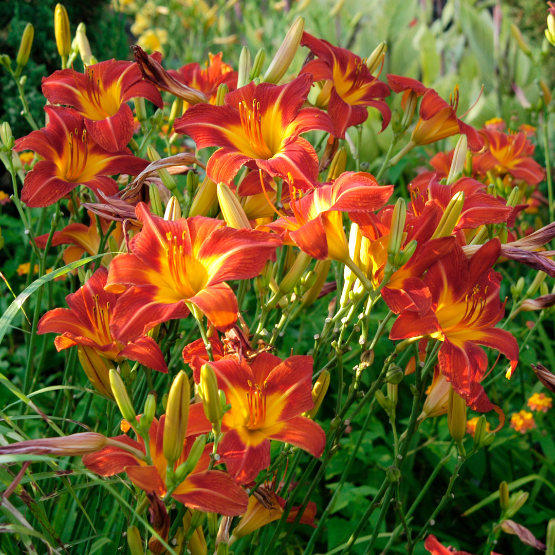 Lilies