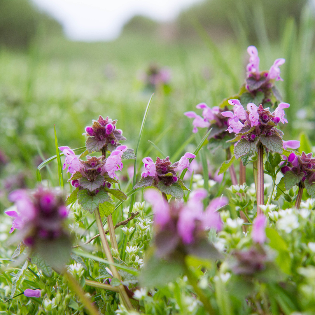 Deadnettle