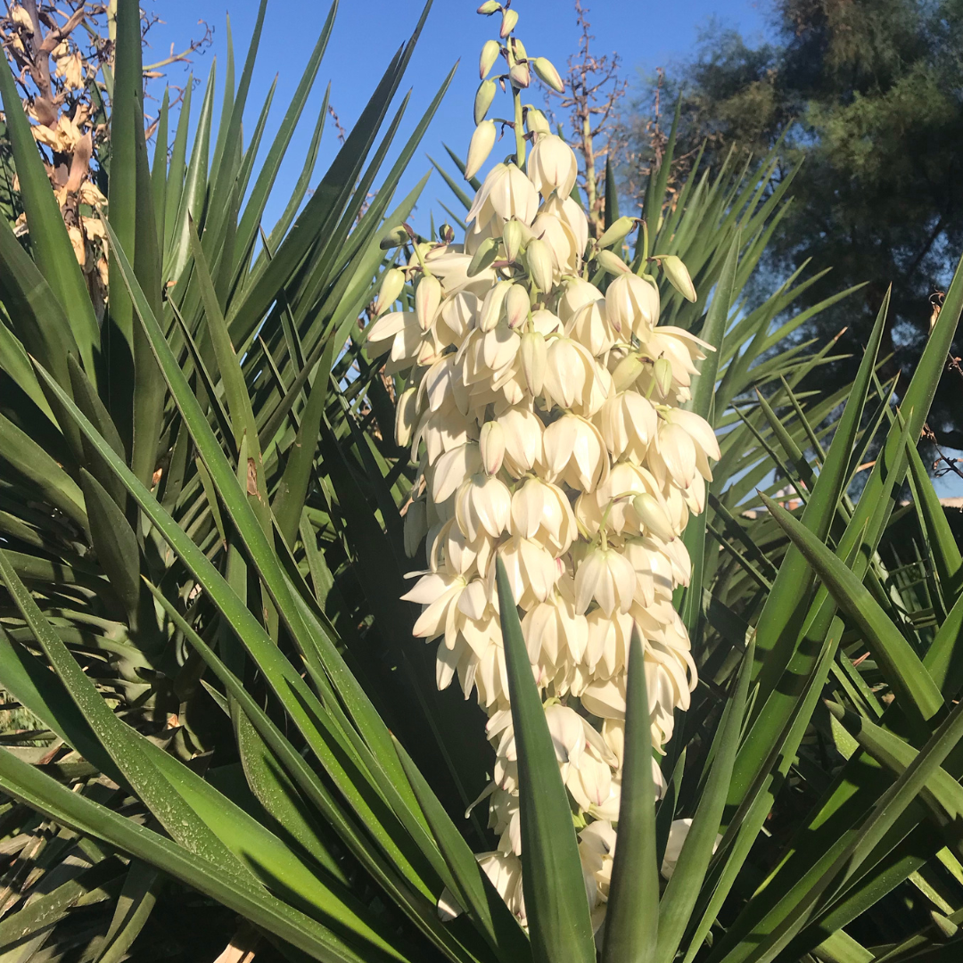 Yucca