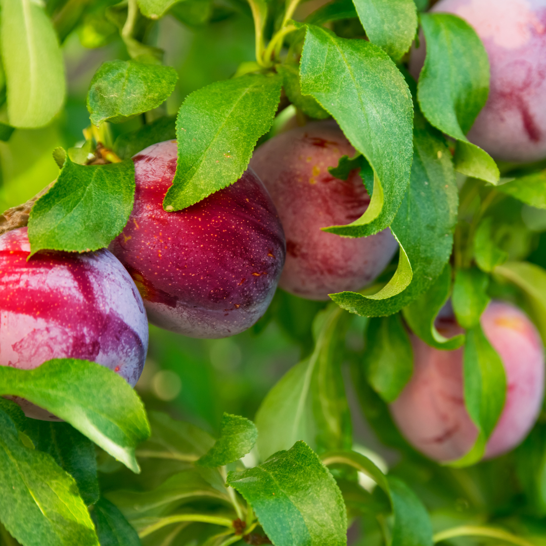 Plum Trees