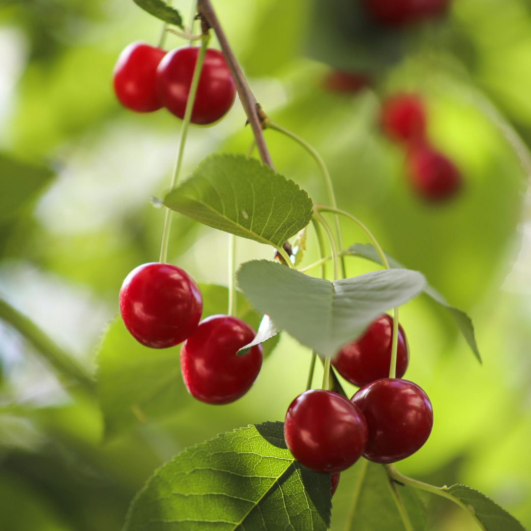 Cherry Trees