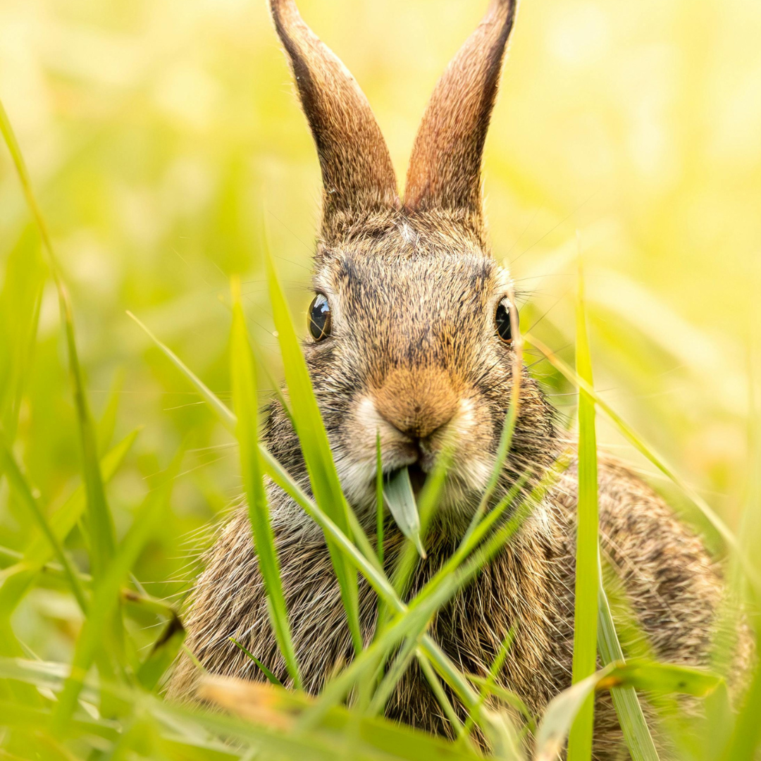 Deer & Rabbit Resistant