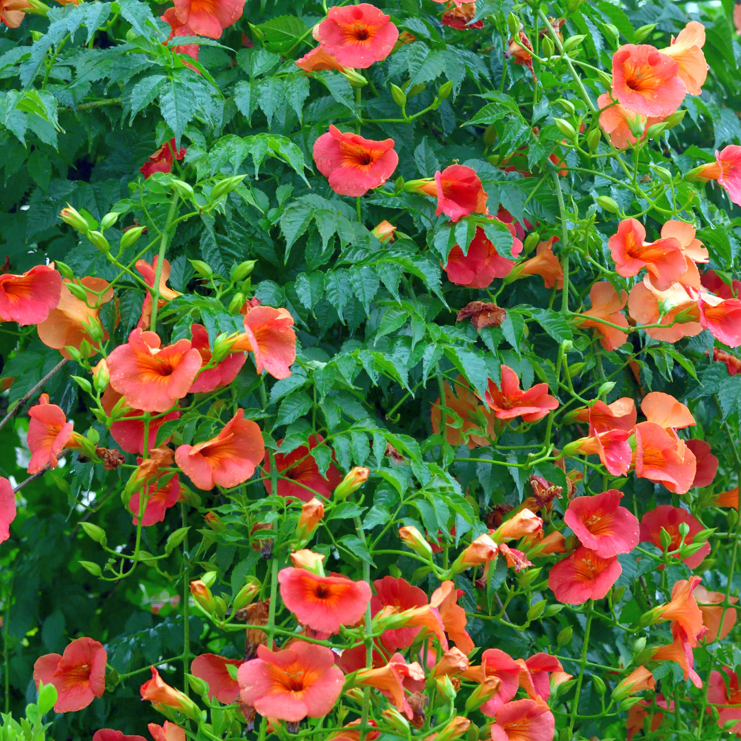 Trumpet Vine