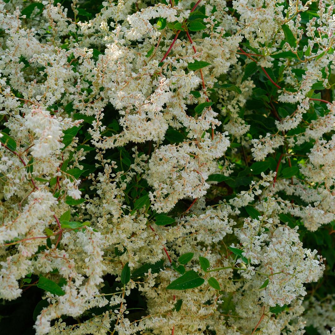 Silver Lace