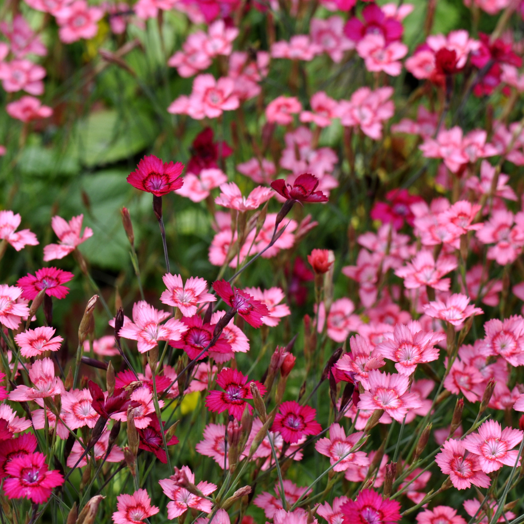 Garden Pinks (Dianthus)