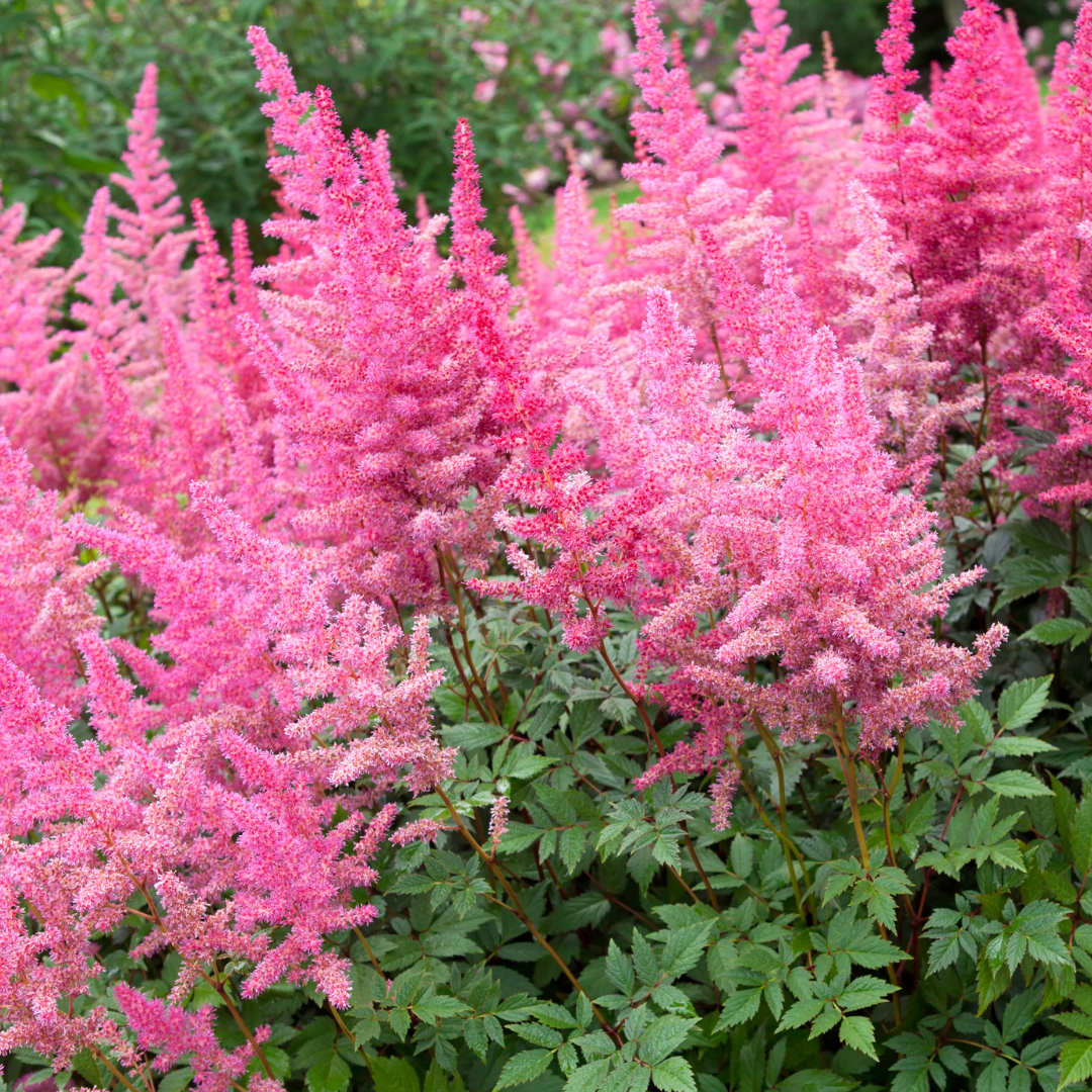 False Spirea (Astilbe)