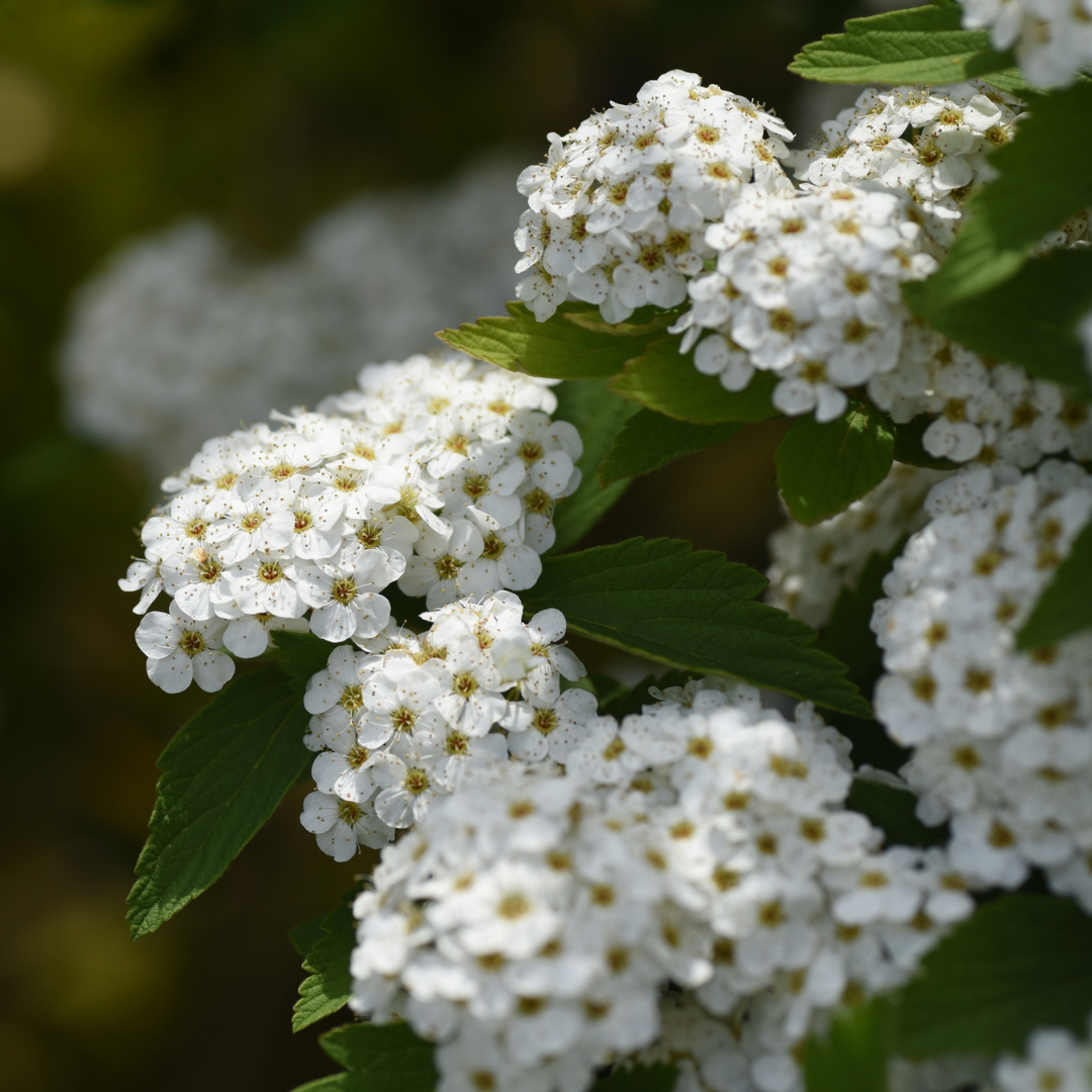 Spirea