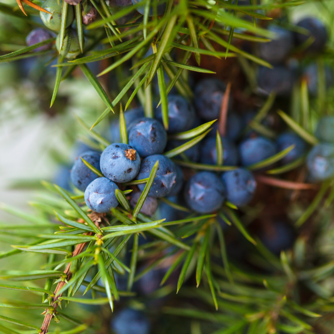Juniper Trees
