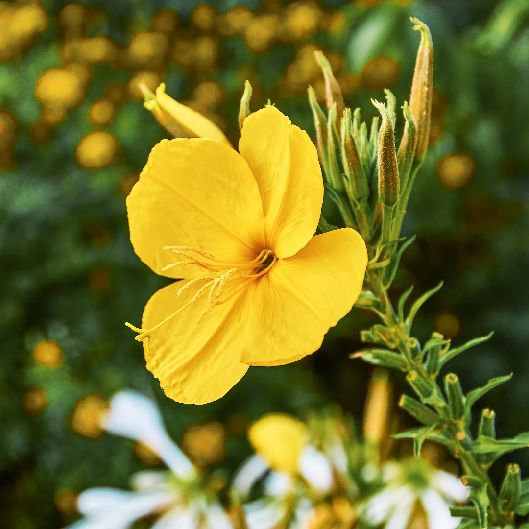 Evening Primrose