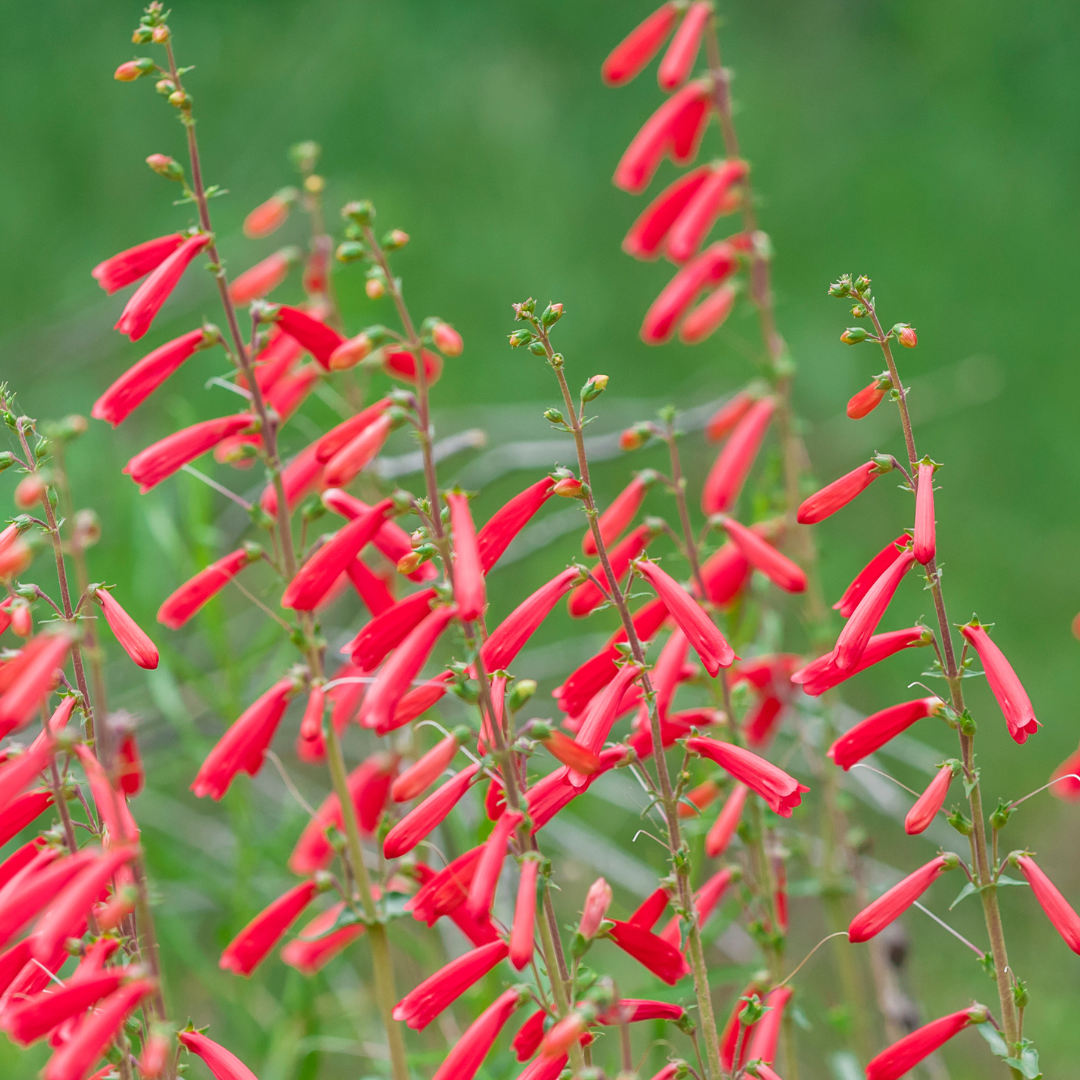 Penstemon