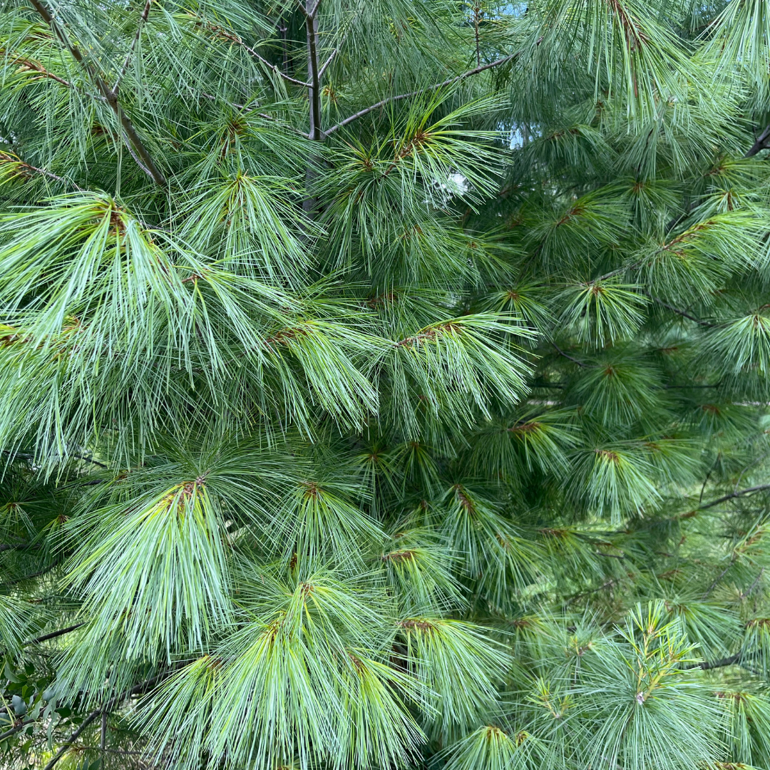 Pine Trees