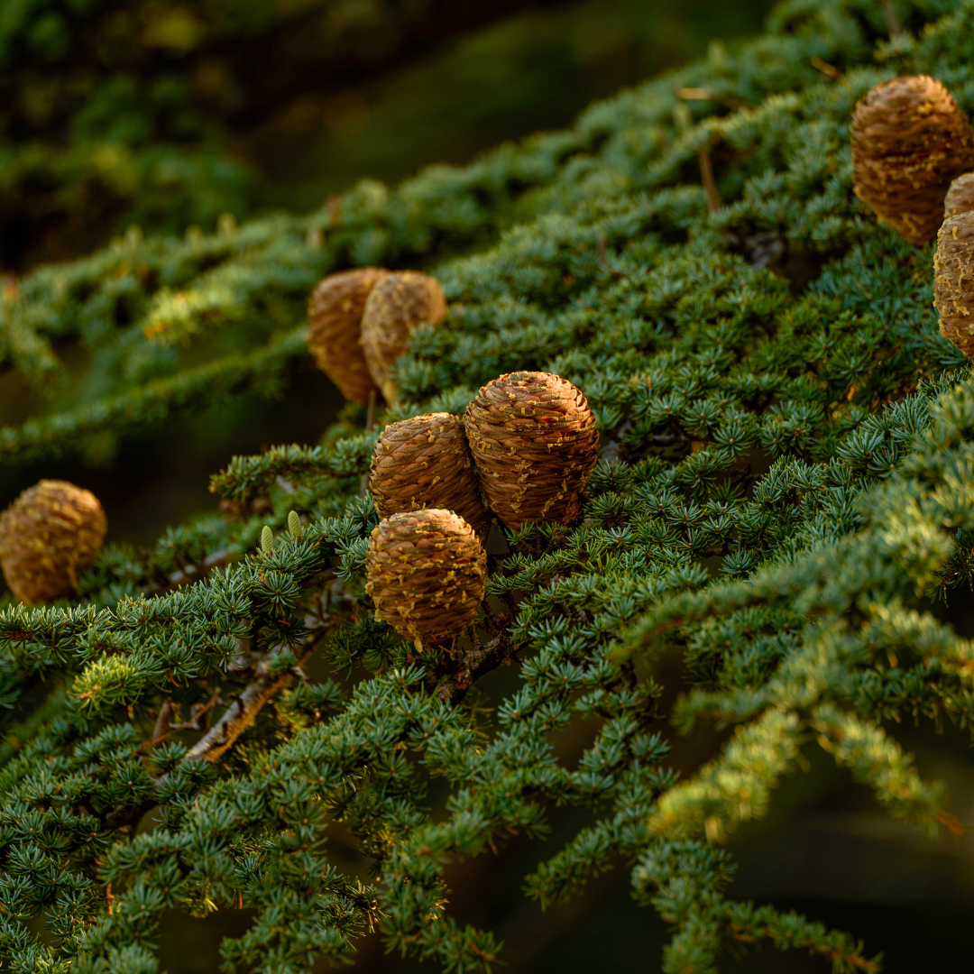 Cyprus Trees