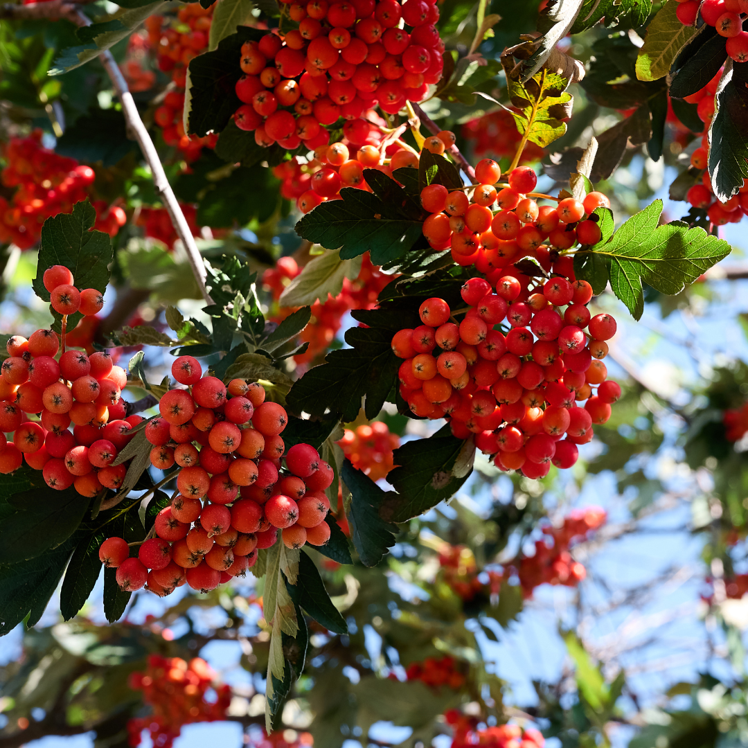 Mountain Ash Trees