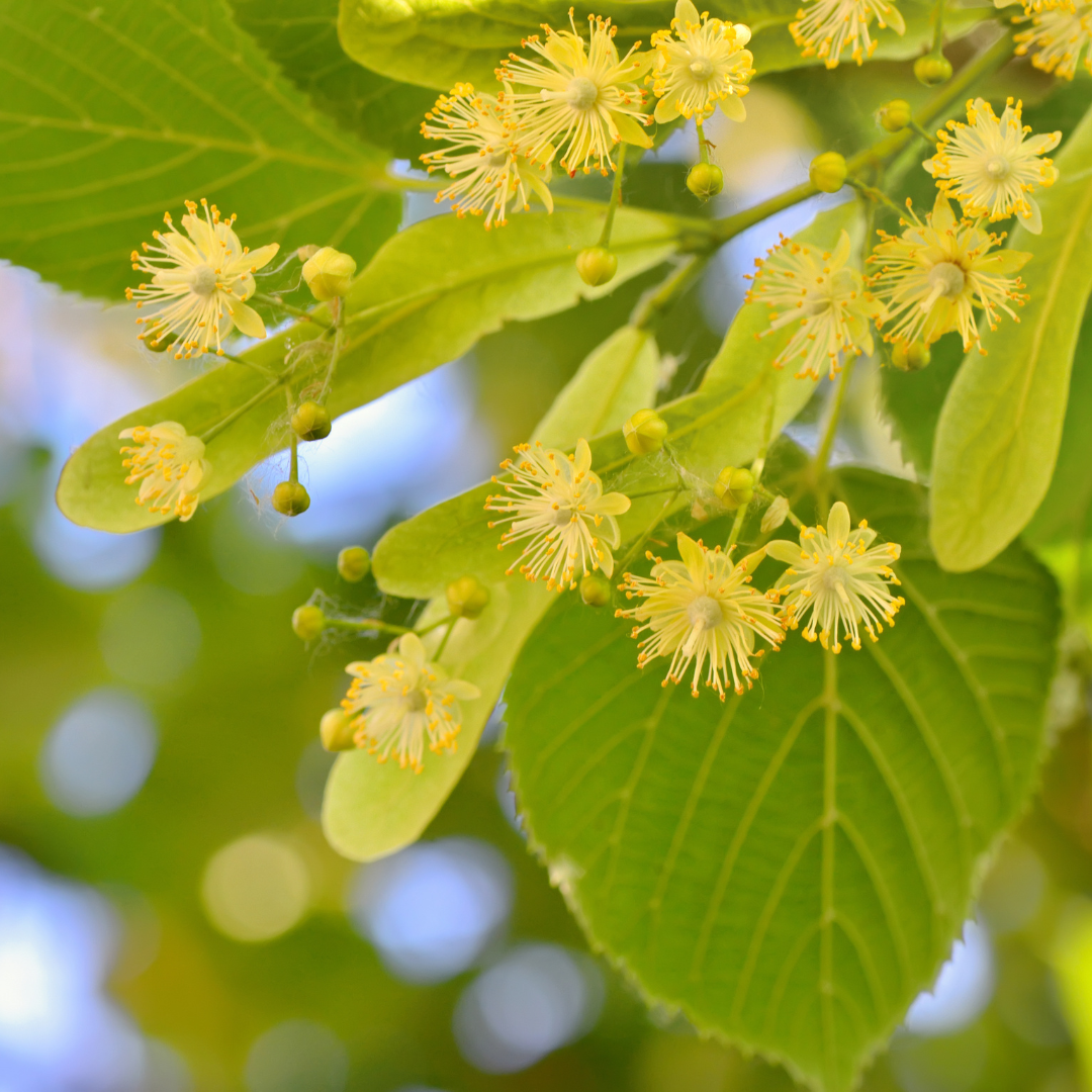 Linden Trees