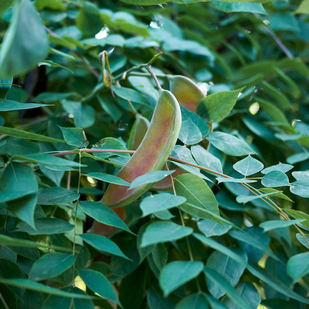 Kentucky Coffee Trees