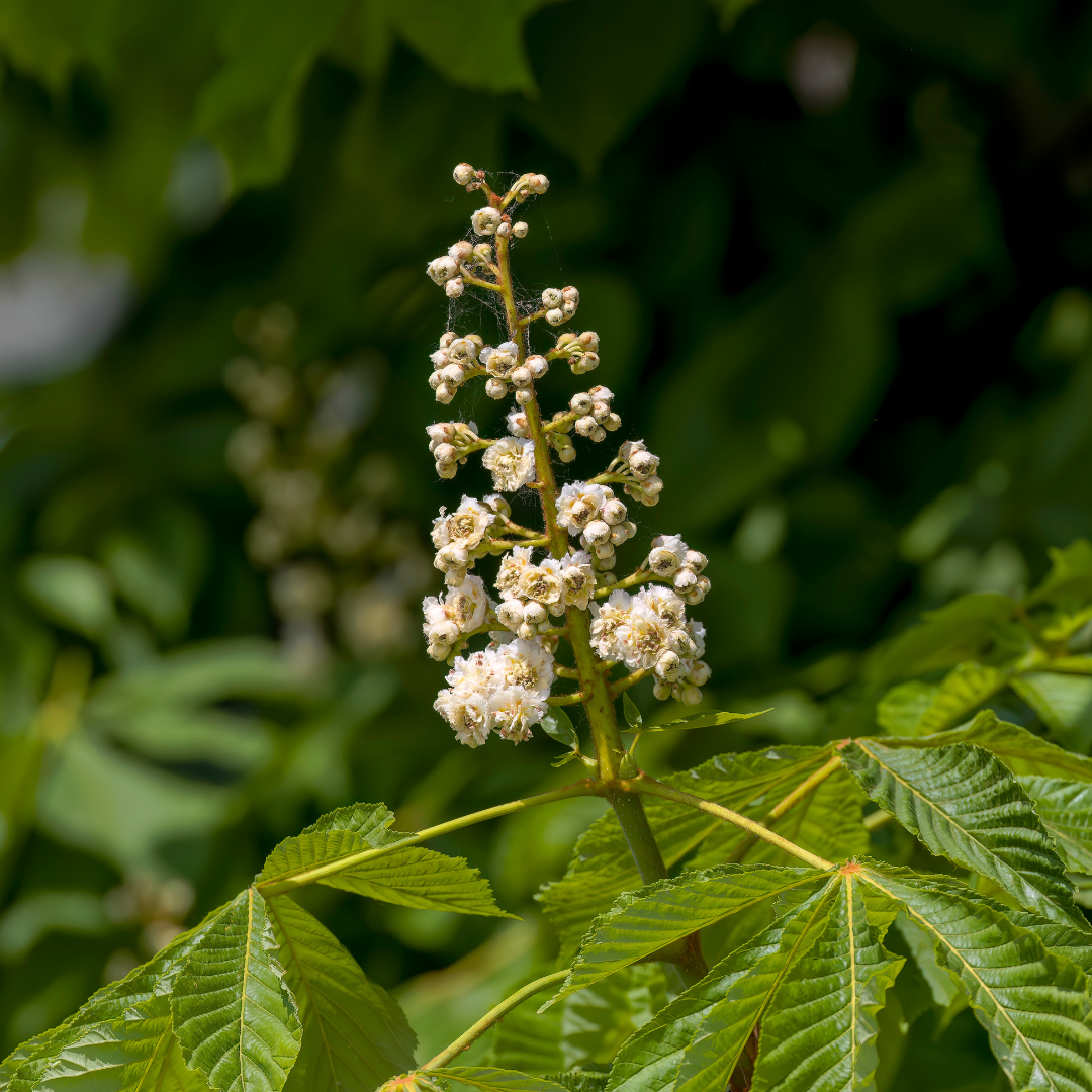 Horsechestnut Trees